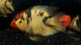 Tiger Parrot