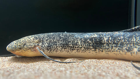 African Lungfish -1 of 1 Color Morph
