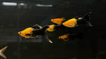 Orange Tuxedo Lyretail Molly (Poecilia sp.)