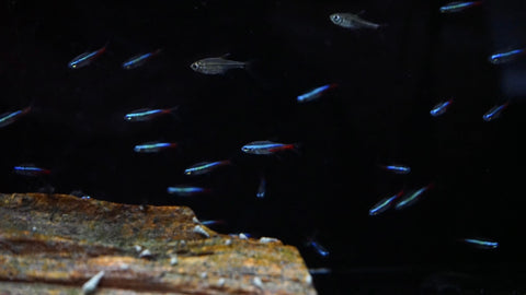 Neon Tetra (Paracheirodon innesi)