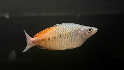 Boesemani Rainbowfish "Aytinjo" (Melanotaenia boesemani) - Pair