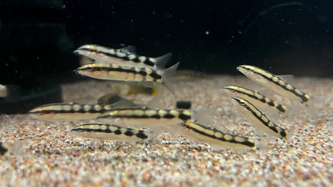 Dwarf Chain Loach (Ambastaia sidthimunki)