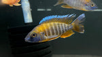 Eureka Red Jake (Aulonocara jacobfreibergi "Eureka")
