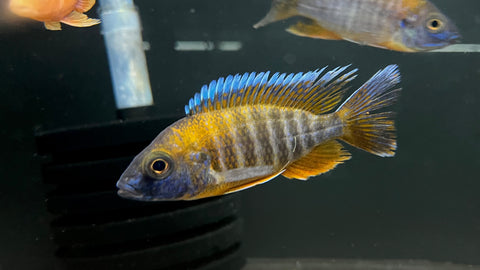Eureka Red Jake (Aulonocara jacobfreibergi "Eureka")