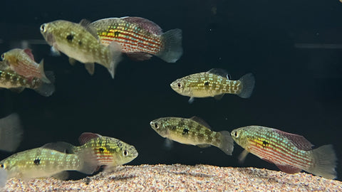 Flagfish (Jordanella floridae)