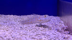 Diamond Sleeper Goby (Valenciennea puellaris