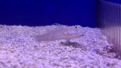 Diamond Sleeper Goby (Valenciennea puellaris