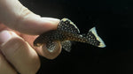 L-81 Fine Spot Gold Nugget Pleco (Baryancistrus xanthellus) - Small