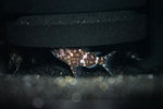 Upside Down Catfish (Synodontis nigriventris "zebra kutu")