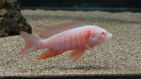 Albino Platinum Peacock (Aulonocara sp.)