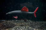 Rainbow Shark (Epalzeorhynchus frenatum)