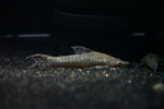 Giant Otocinclus (Hypoptopoma thoracatum)