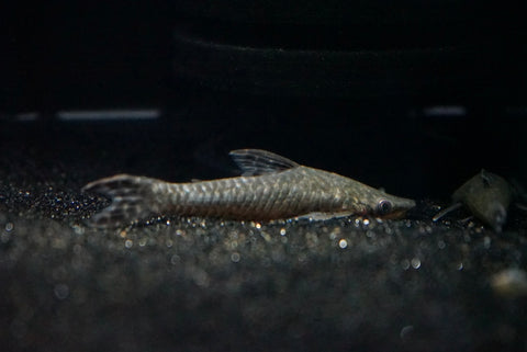 Giant Otocinclus (Hypoptopoma thoracatum)