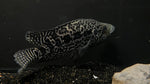 Jaguar Cichlid (Parachromis managuensis) - WYSIWYG