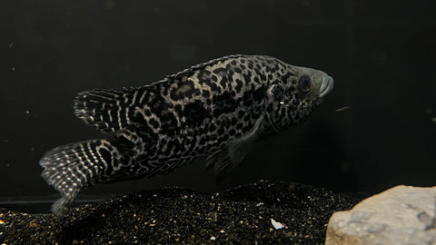 Jaguar Cichlid (Parachromis managuensis) - WYSIWYG