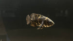 Tiger Oscar (Astronotus ocellatus) - Small