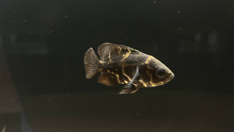 Tiger Oscar (Astronotus ocellatus) - Small