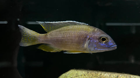 Benga Peacock Hybrid (Aulonocara sp.) - WYSIWYG