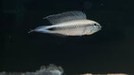 Apistogramma Lineata