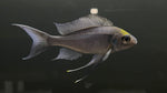 Opthalmotilapia Ventralis "Orange Cap"