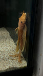 Longfin Super Red Bristlenose Pleco (Ancistrus sp. "super red") - Trio