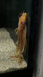 Longfin Super Red Bristlenose Pleco (Ancistrus sp. "super red") - Trio