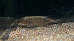 Baby Whale (Petrocephalus bovei)