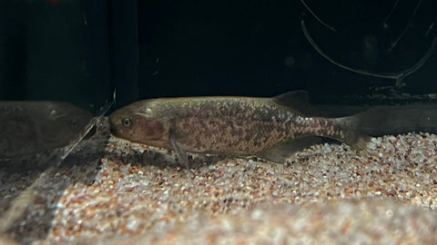 Baby Whale (Petrocephalus bovei)