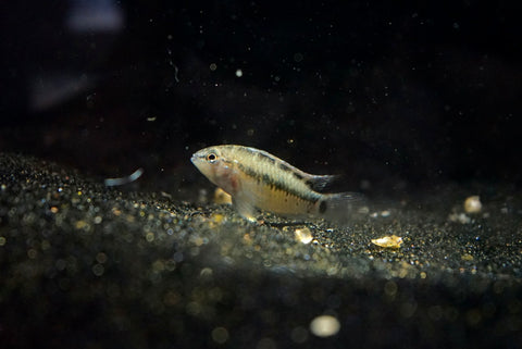 Apistogramma sp. "Winkelfleck"