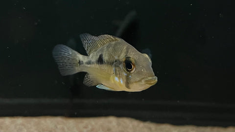 Geophagus brasiliensis