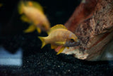 Neolamprologus Mustax - Breeding Group