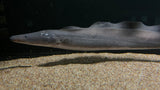Aba Aba Knifefish (Gymnarchus niloticus)