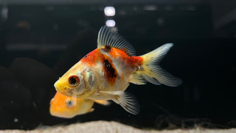 Calico Goldfish