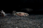Pearly Ocellatus (Lamprologus meleagris)
