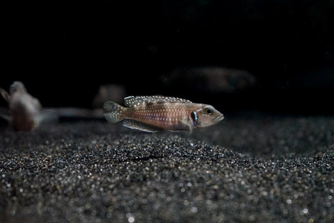 Pearly Ocellatus (Lamprologus meleagris)