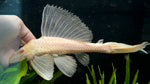 L-165 Albino Gibbicep Pleco (Pterygoplichthys gibbiceps)