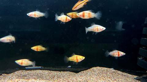 Coral Zebra Platy (Xiphophorus sp.)