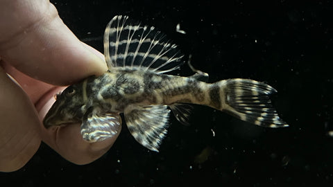 L-129 Colombian Zebra Pleco (Hypancistrus Debilitetra)