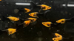 Orange Leopard Sailfin Molly (Poecilia sp.)