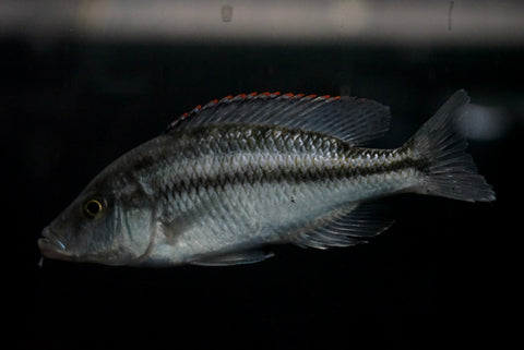 Malawi Eyebiter (Dimidiochromis compressiceps)