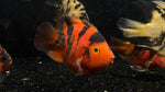 Tiger Parrot