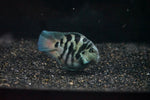 Polar Breeze Parrot Fish