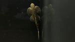 Angel Hillstream Loach (Jinshaia sinensis) - Rare