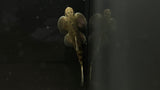 Angel Hillstream Loach (Jinshaia sinensis) - Rare