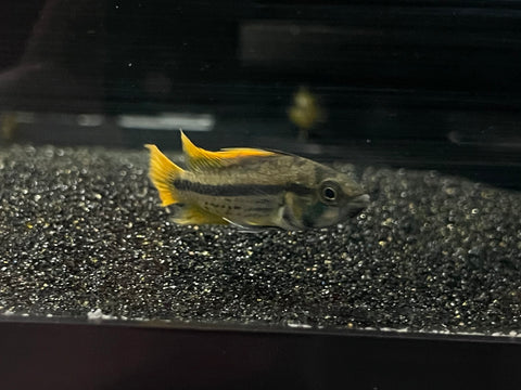 Apistogramma cacatuoides "Orange Flash"