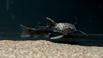 False Jaguar Catfish (Liosomadoras morrowi)