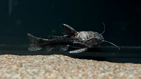 False Jaguar Catfish (Liosomadoras morrowi)