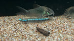 Blue Neon Goby (Stiphodon atropurpureus)