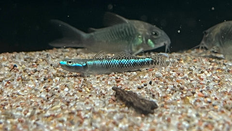 Blue Neon Goby (Stiphodon atropurpureus)