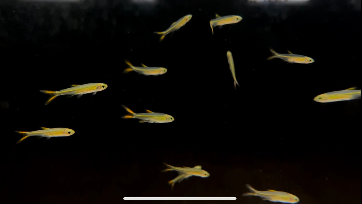 Jelly Bean Tetra (Ladegasia roloffi) The Waterfront SLC